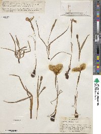 Herbertia pulchella image