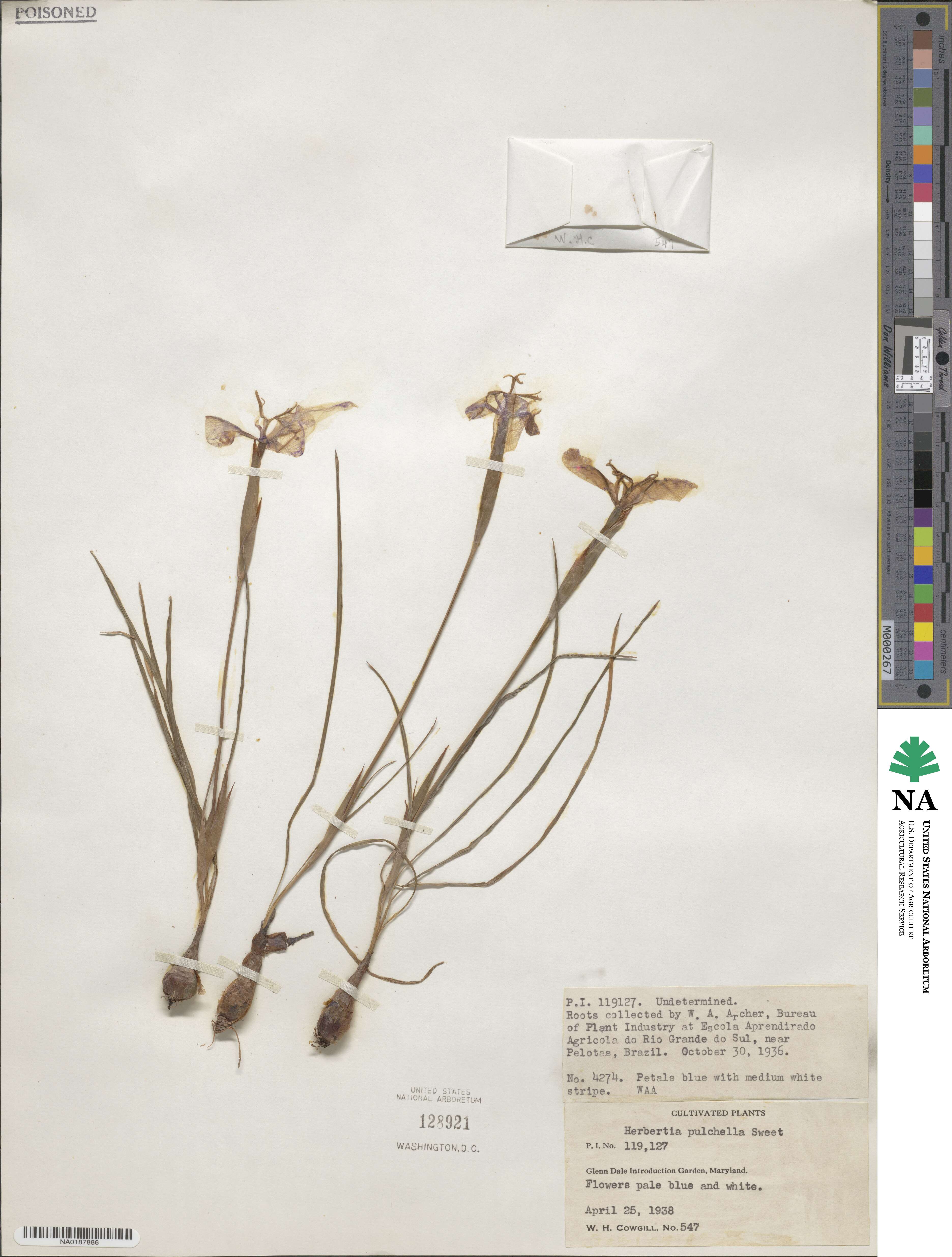 Herbertia pulchella image