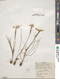 Herbertia pulchella image