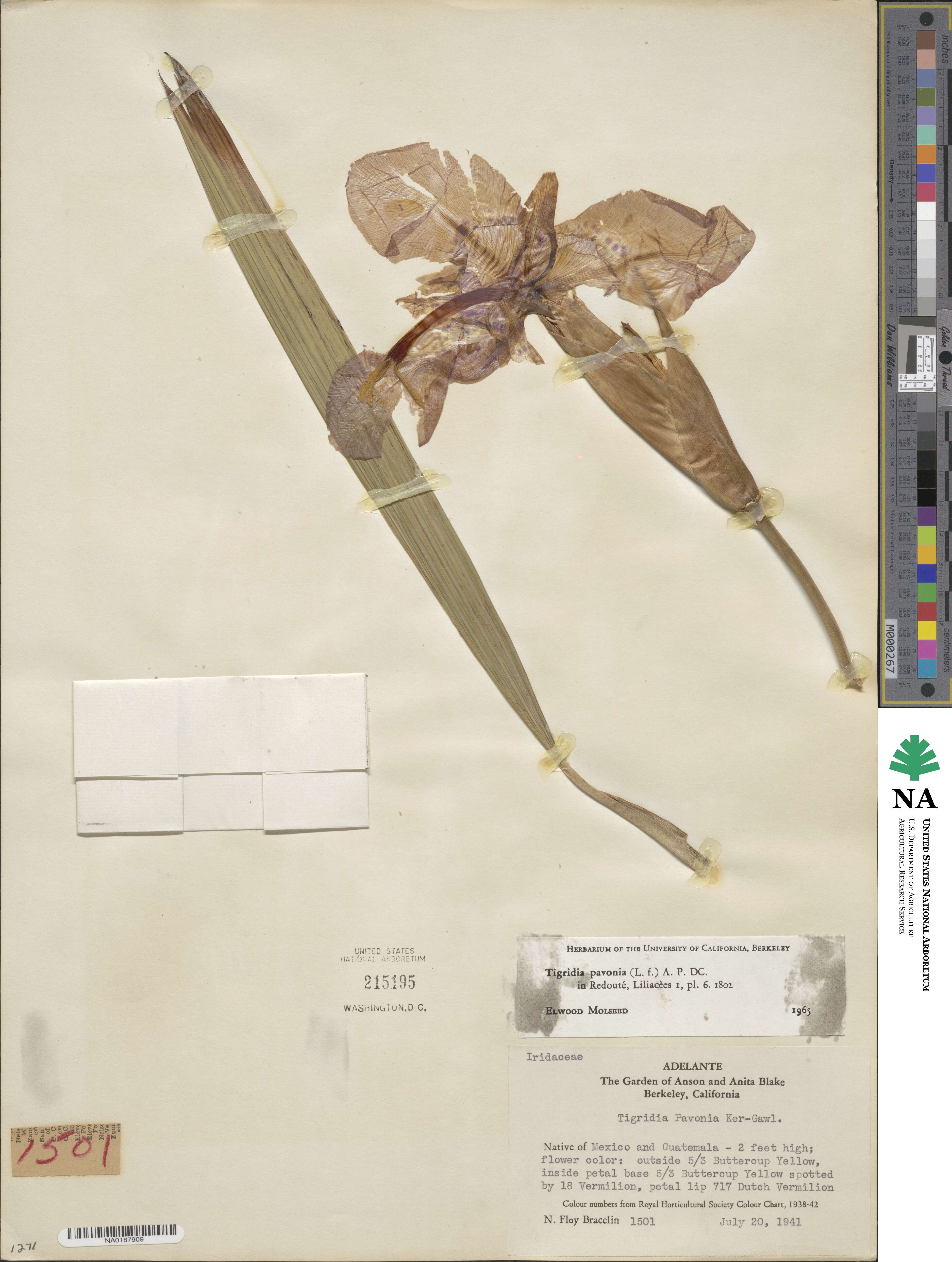 Tigridia pavonia image