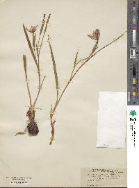 Nemastylis geminiflora image