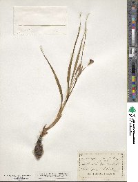 Nemastylis geminiflora image