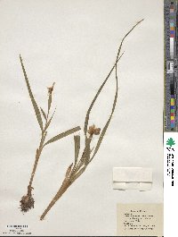 Nemastylis geminiflora image