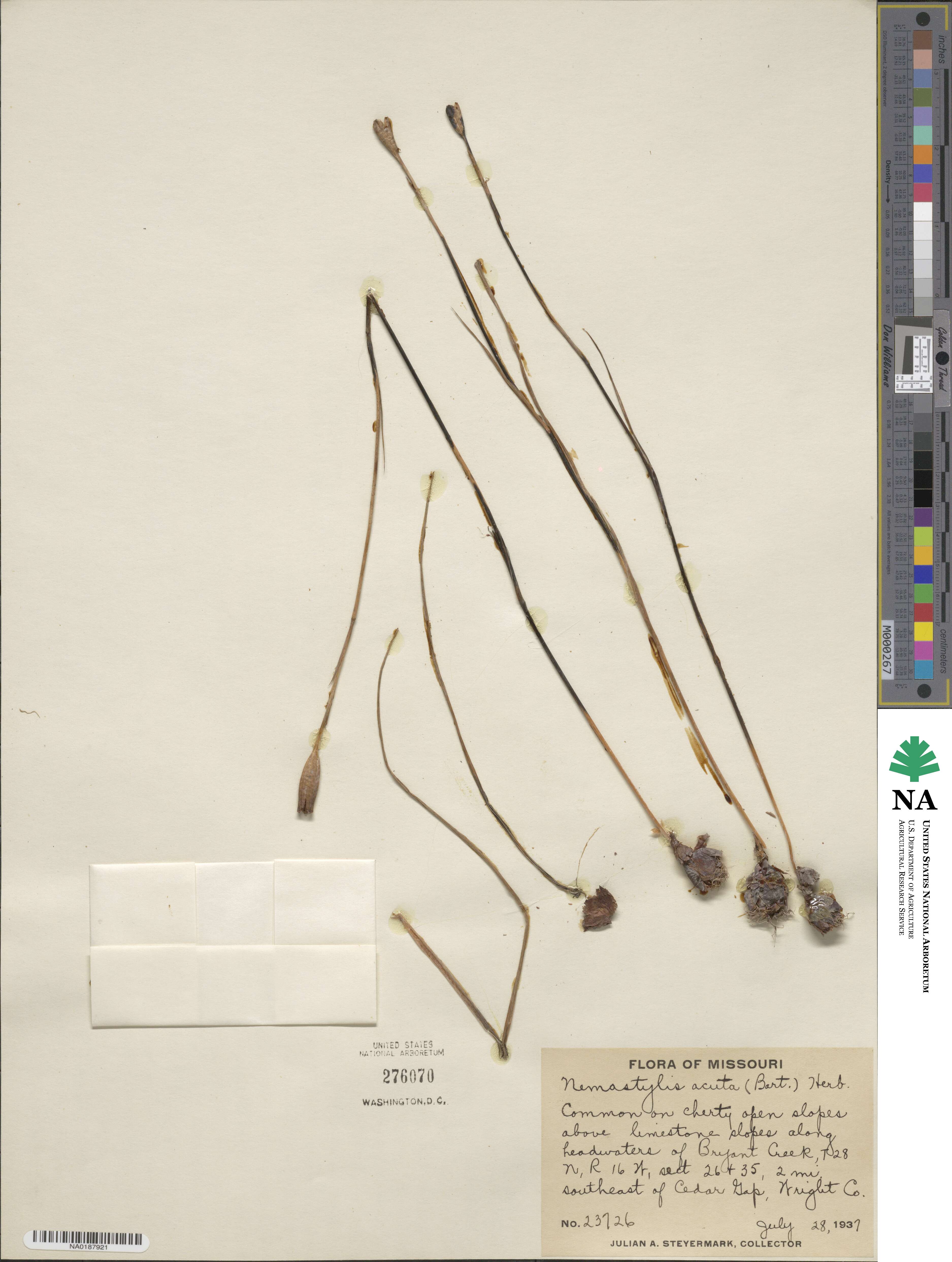 Nemastylis geminiflora image