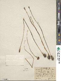 Nemastylis geminiflora image