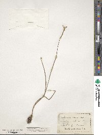 Image of Nemastylis coelestina