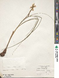 Nemastylis geminiflora image