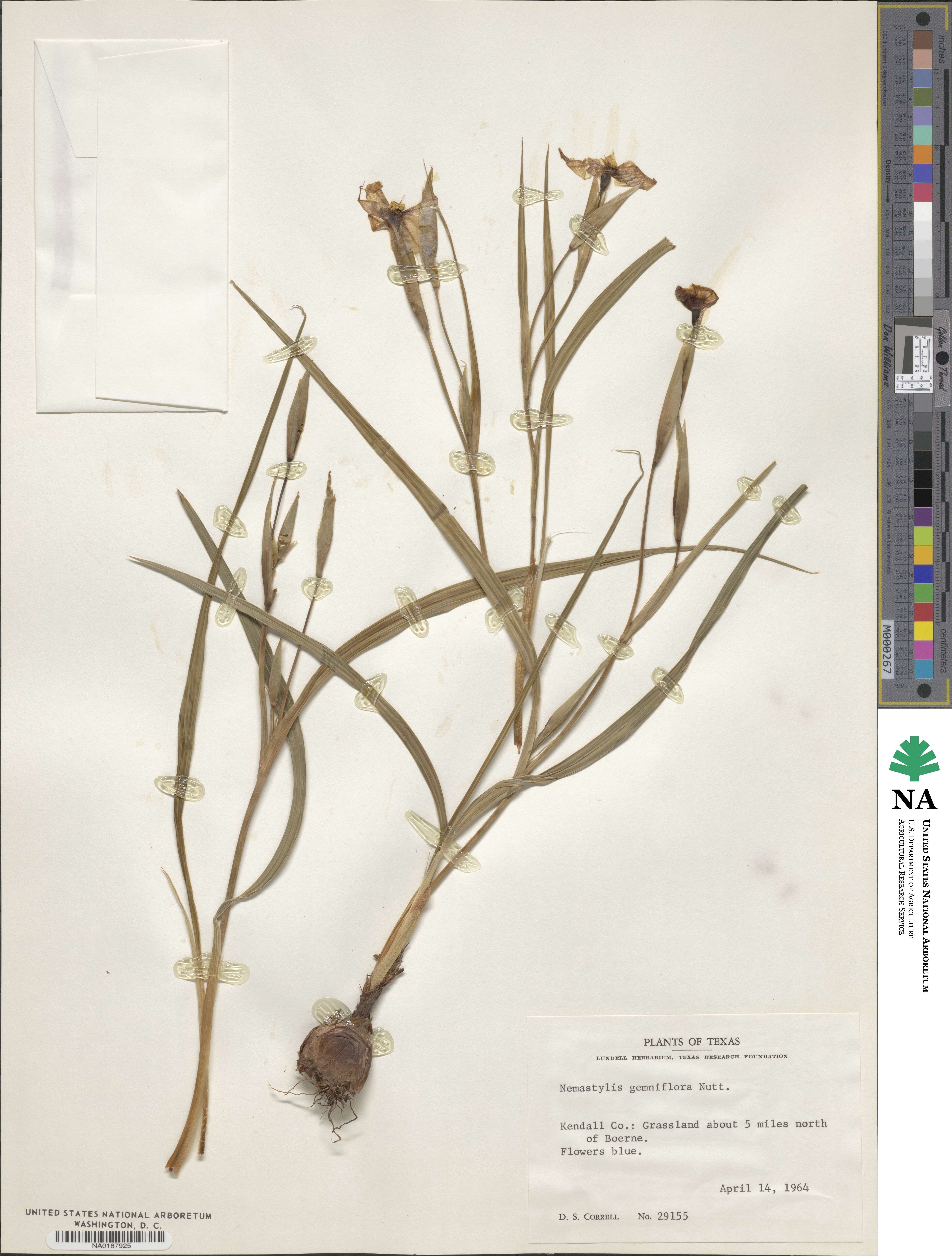 Nemastylis image