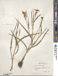 Nemastylis geminiflora image