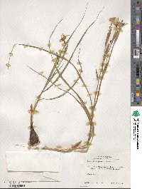 Nemastylis geminiflora image