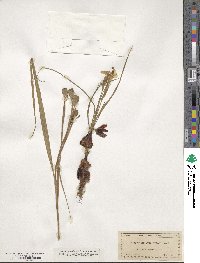 Nemastylis geminiflora image