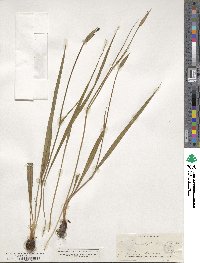 Nemastylis geminiflora image