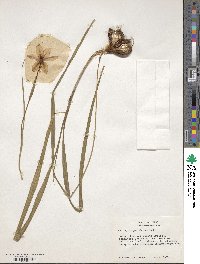 Nemastylis geminiflora image