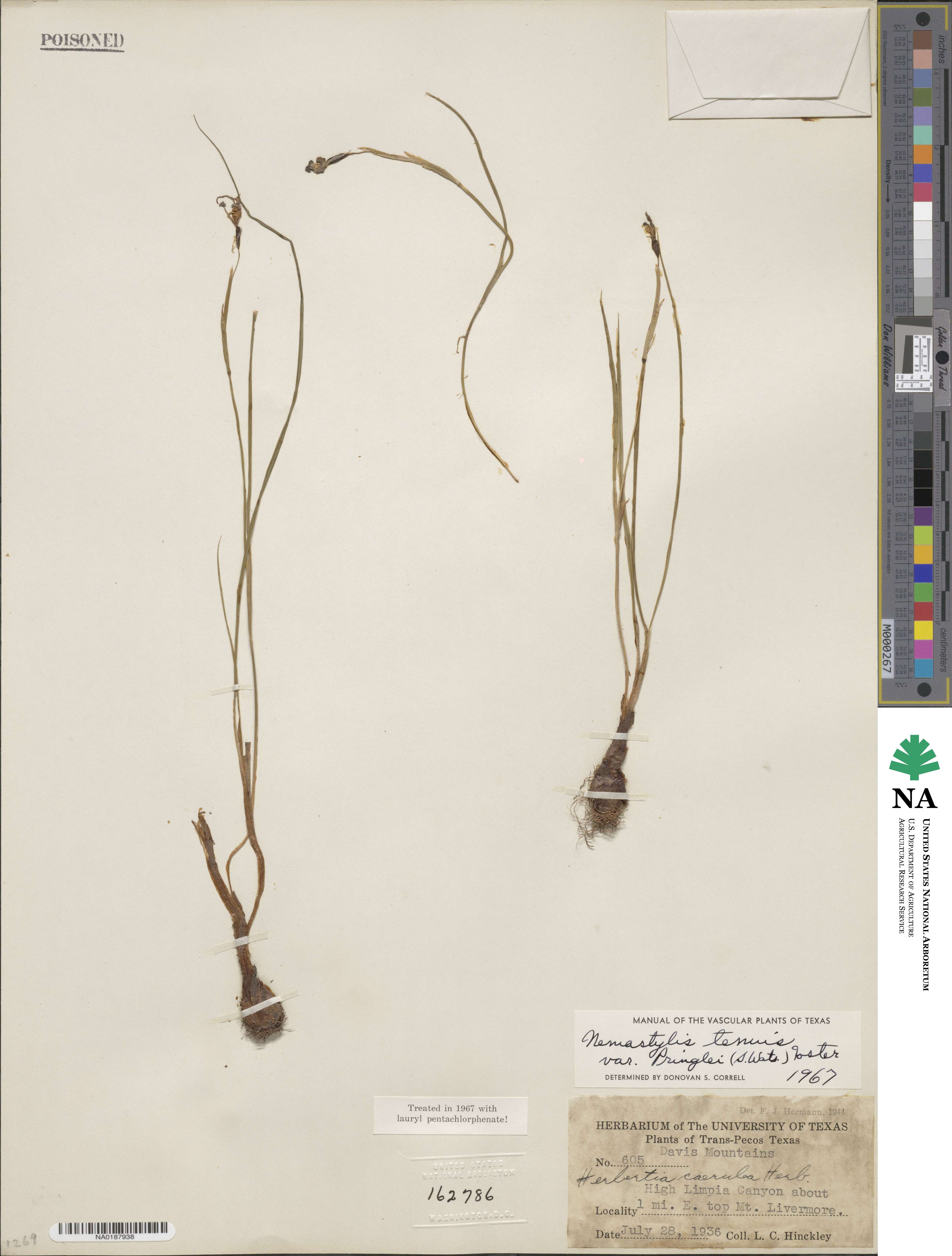 Nemastylis tenuis subsp. pringlei image