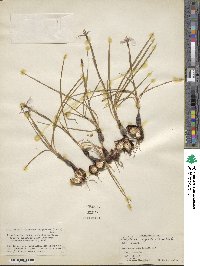 Calydorea campestris image