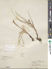 Calydorea campestris image