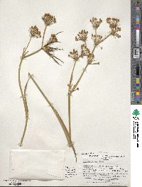 Libertia chilensis image