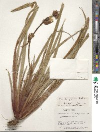 Libertia chilensis image