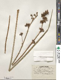 Libertia chilensis image