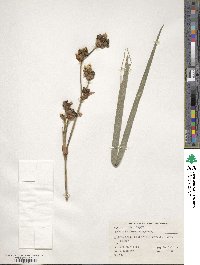 Libertia chilensis image