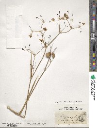 Libertia grandiflora image