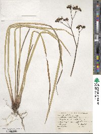 Libertia grandiflora image