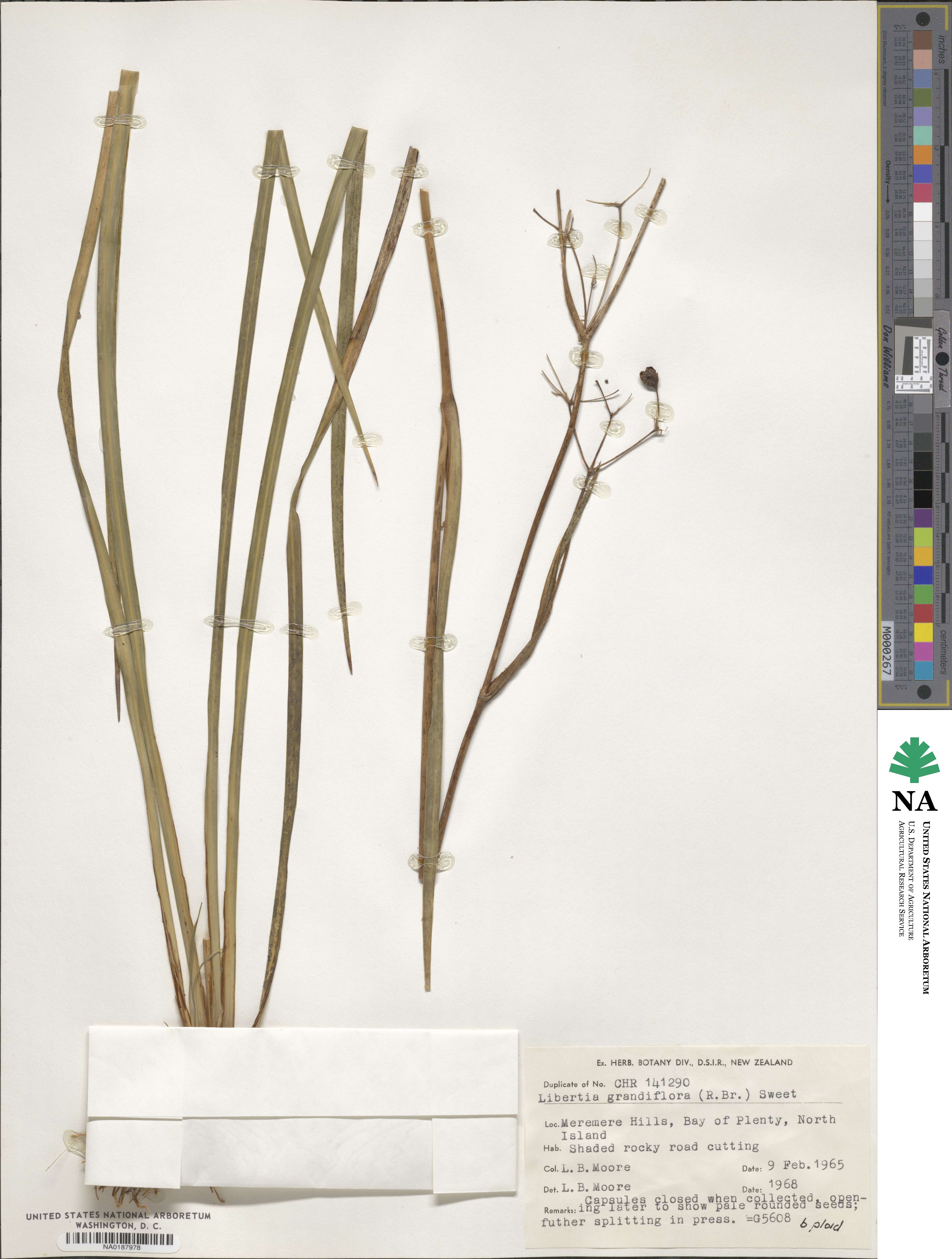 Libertia grandiflora image