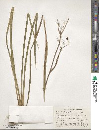 Libertia grandiflora image