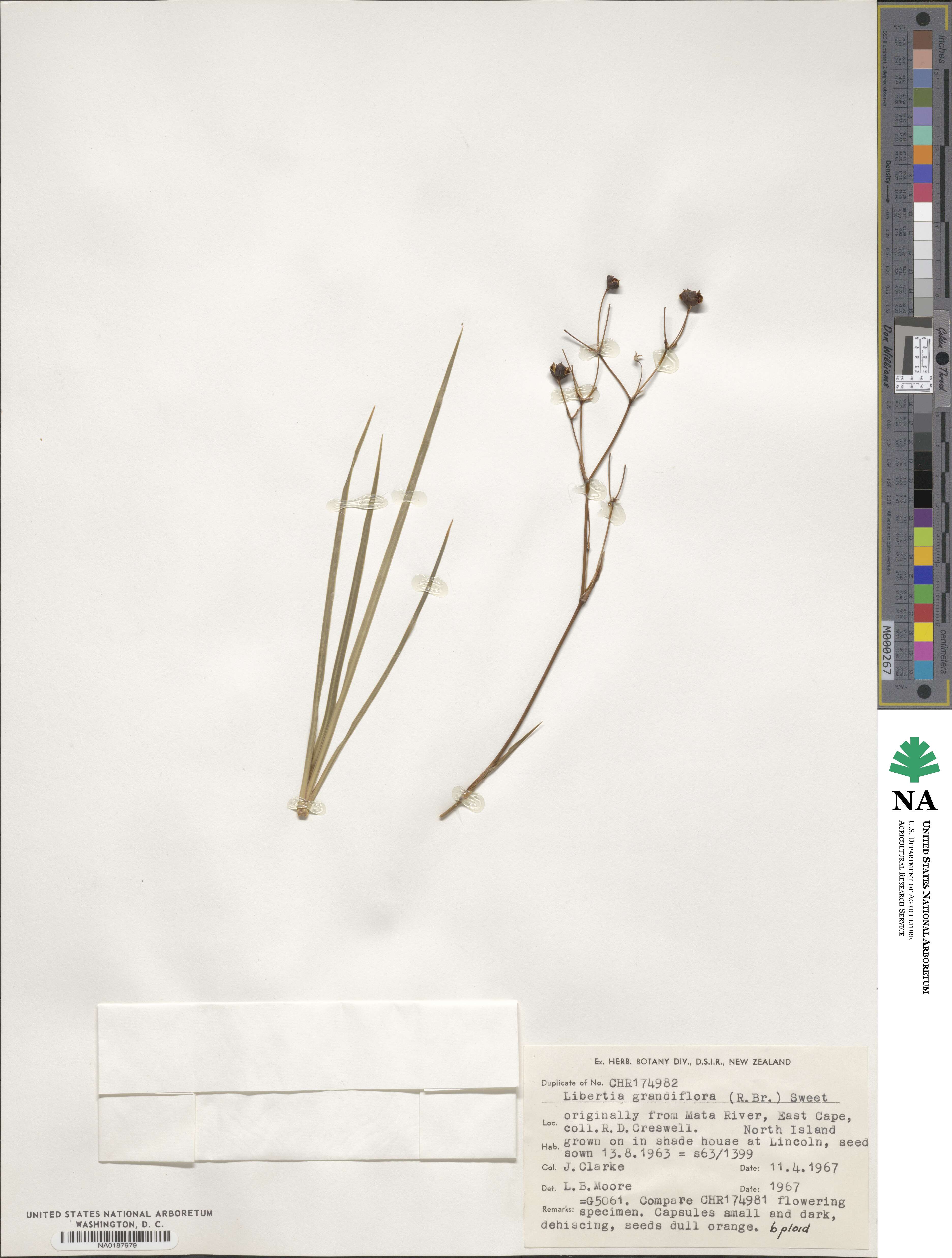 Libertia grandiflora image