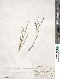 Libertia grandiflora image