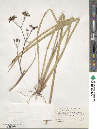 Libertia grandiflora image