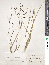 Libertia grandiflora image