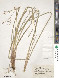 Libertia ixioides image