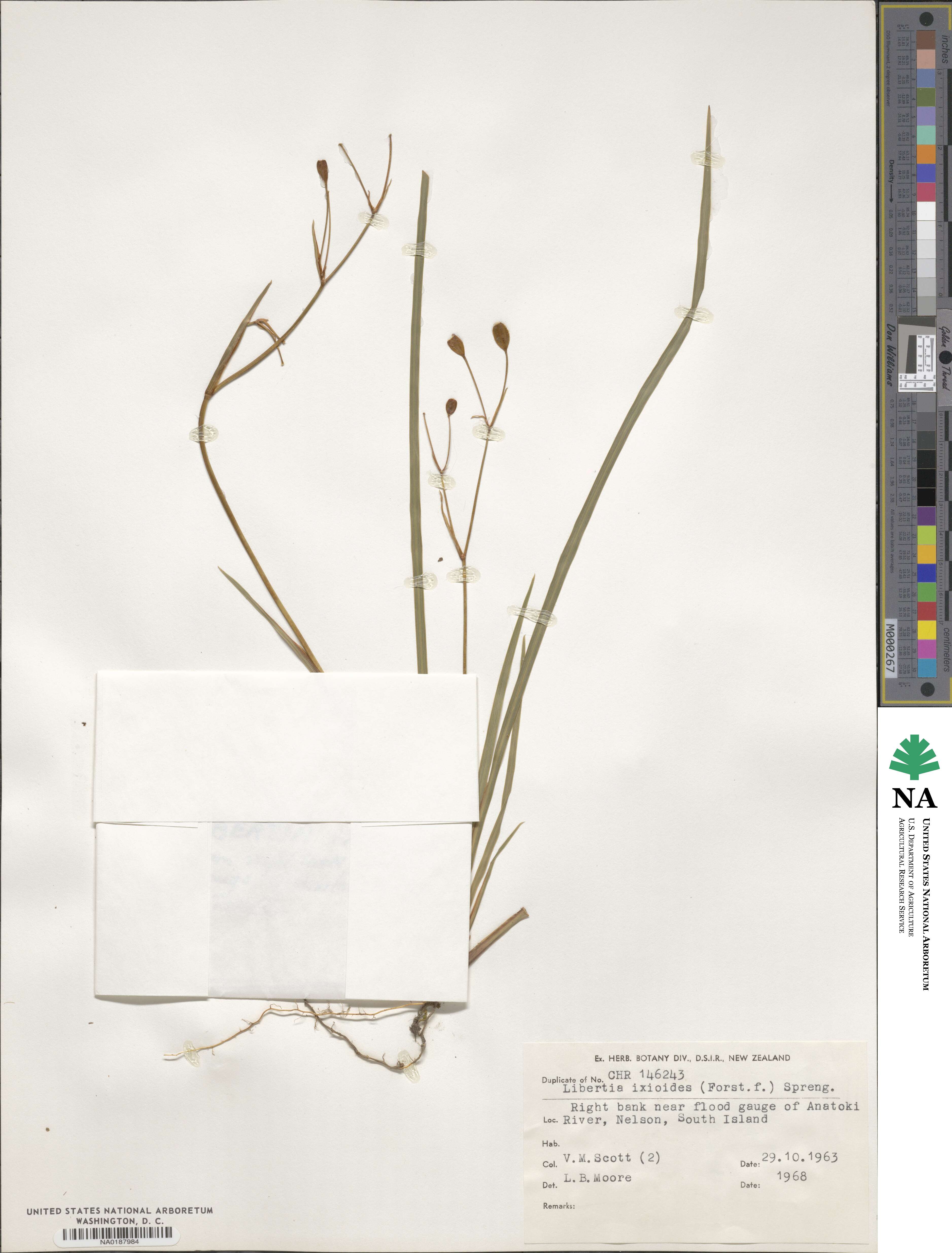 Libertia ixioides image