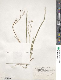 Libertia ixioides image