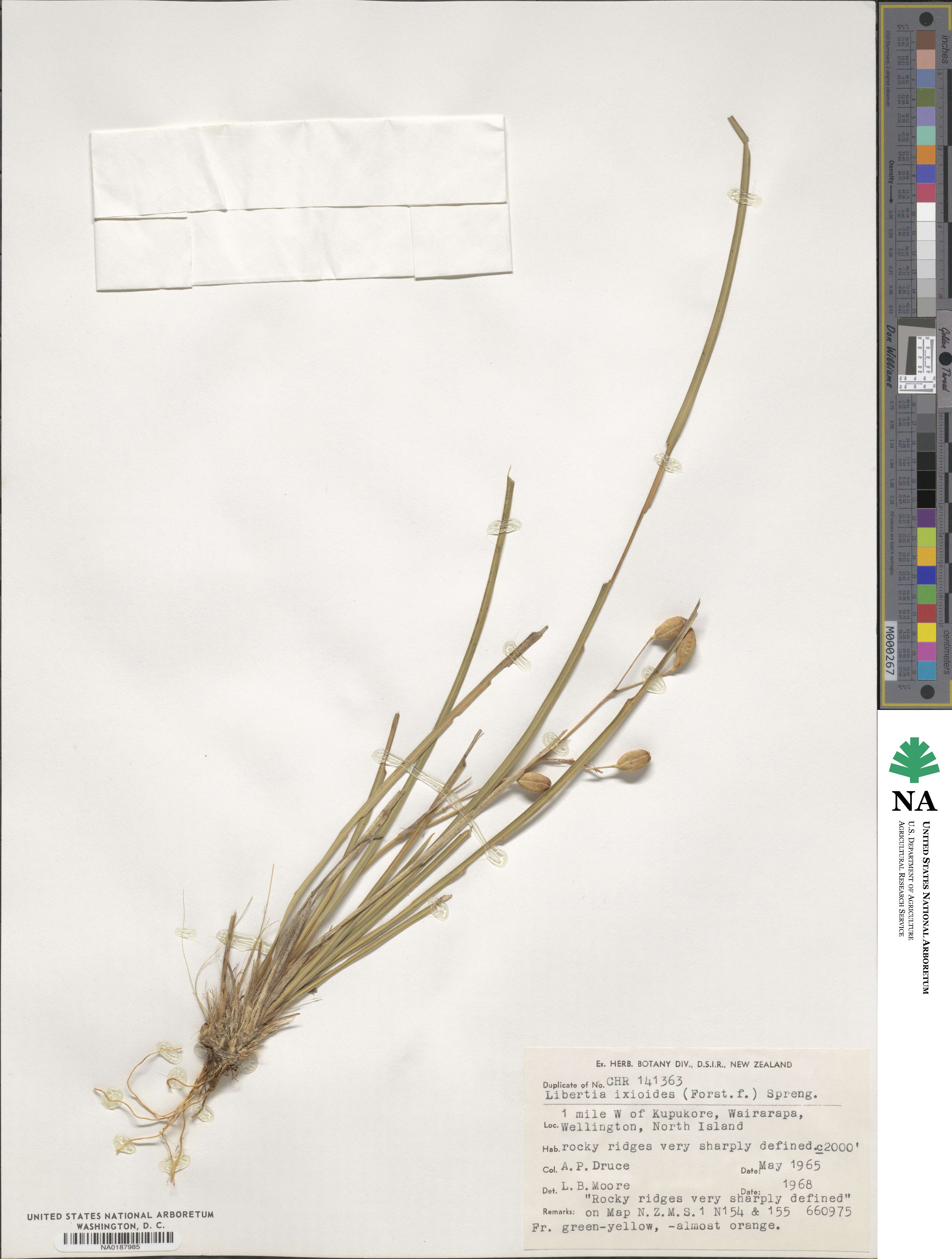 Libertia ixioides image