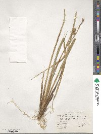 Libertia ixioides image