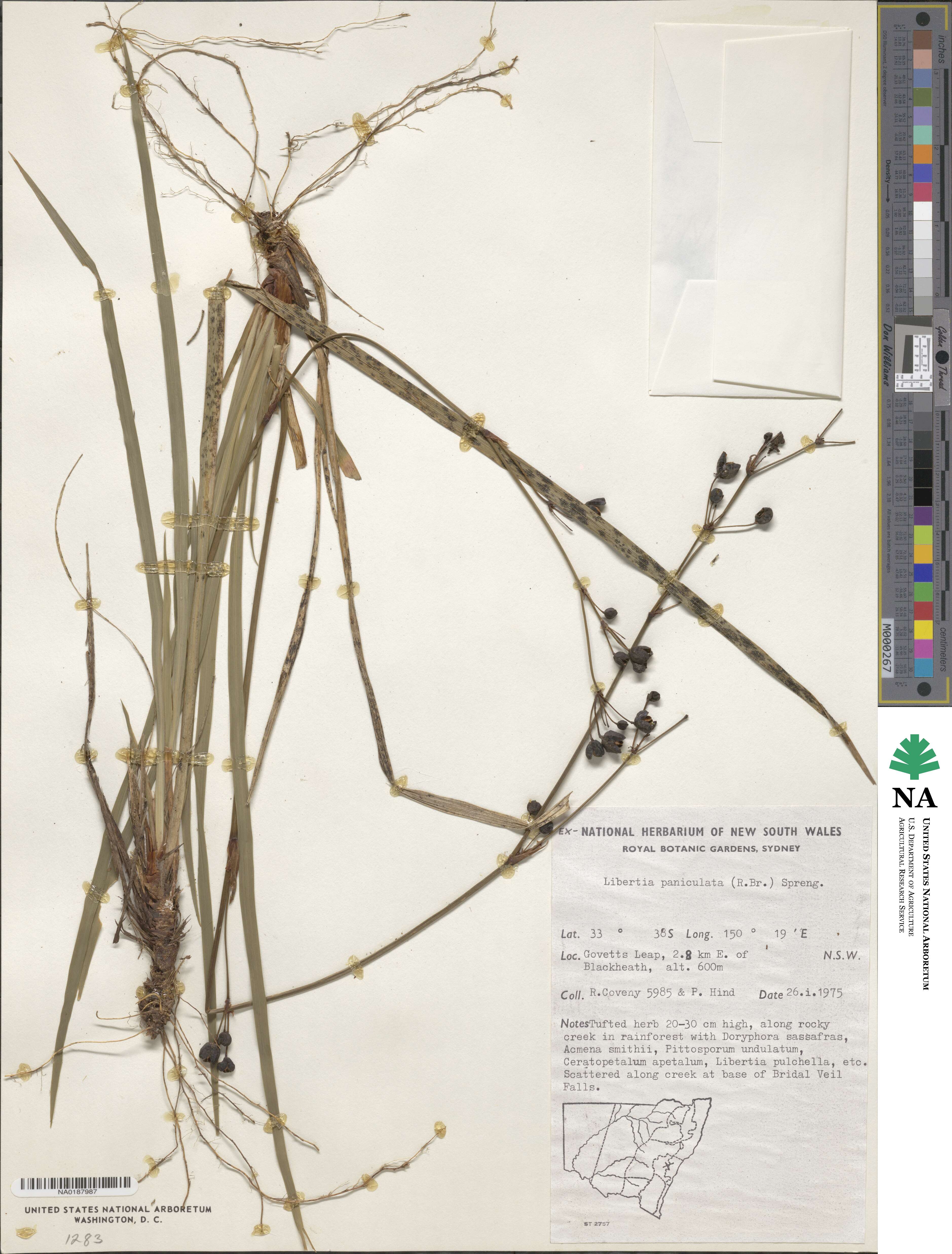 Libertia paniculata image