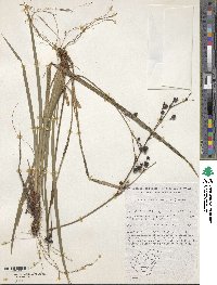 Libertia paniculata image