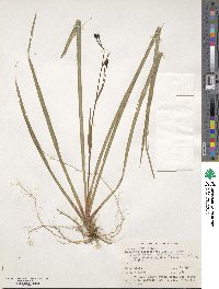 Image of Libertia peregrinans