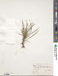 Libertia pulchella image