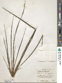 Libertia sessiliflora image