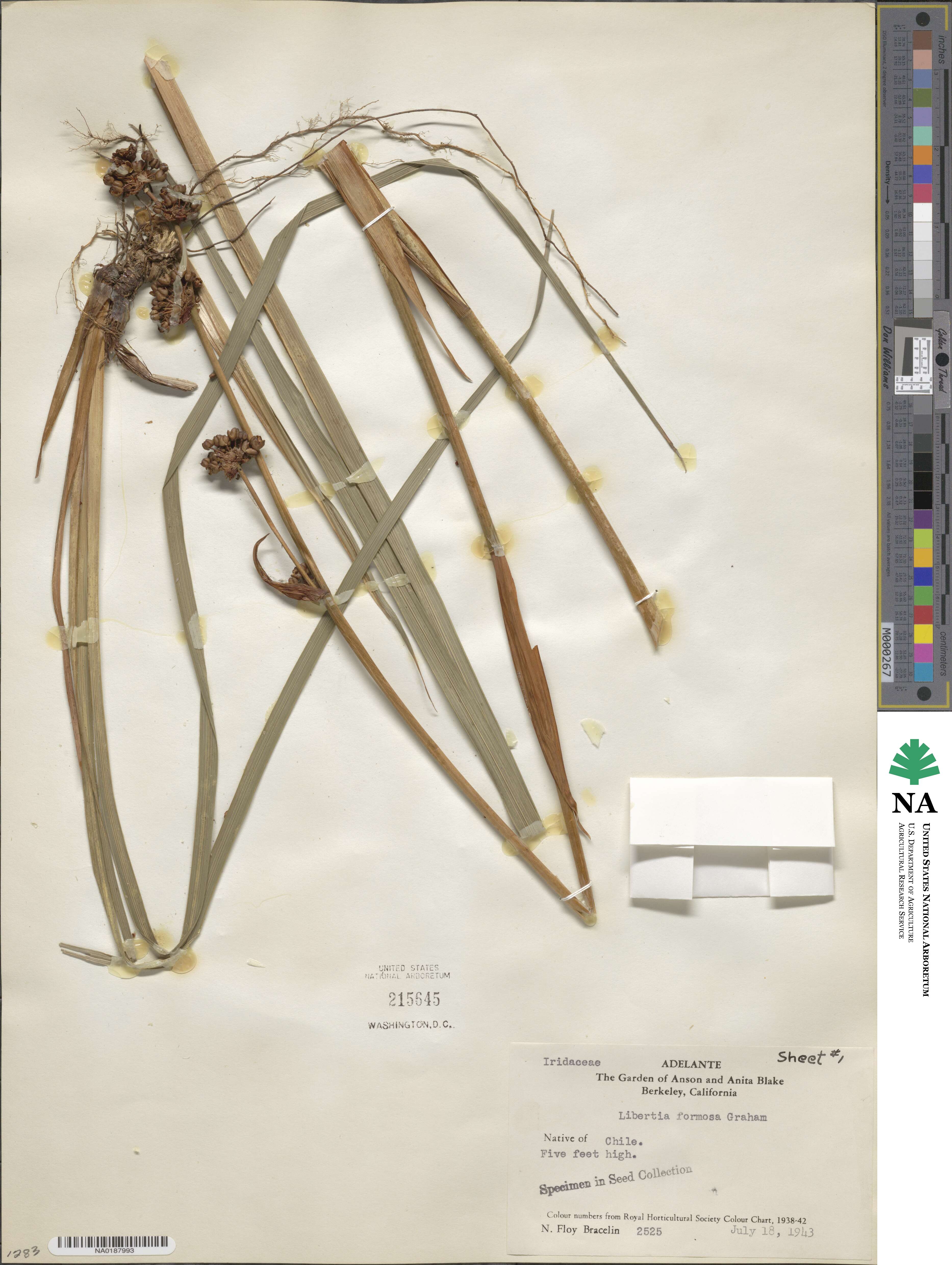 Libertia chilensis image