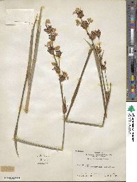 Libertia chilensis image