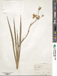 Libertia chilensis image