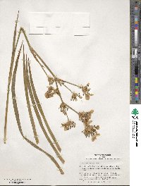 Libertia chilensis image