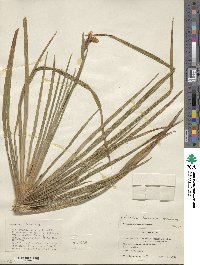 Libertia chilensis image