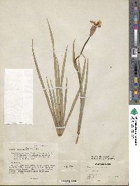 Libertia chilensis image