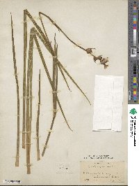 Libertia chilensis image