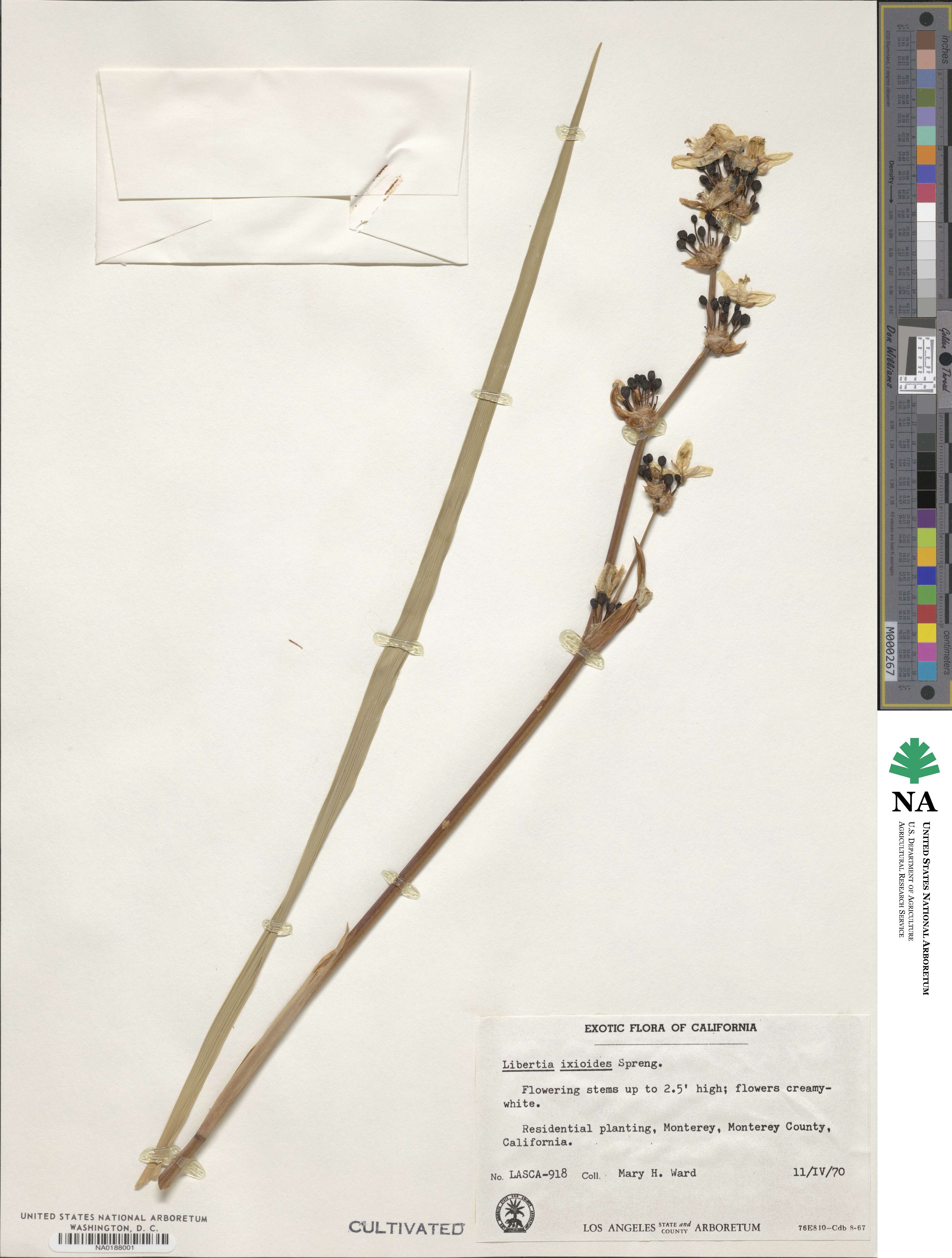 Libertia ixioides image